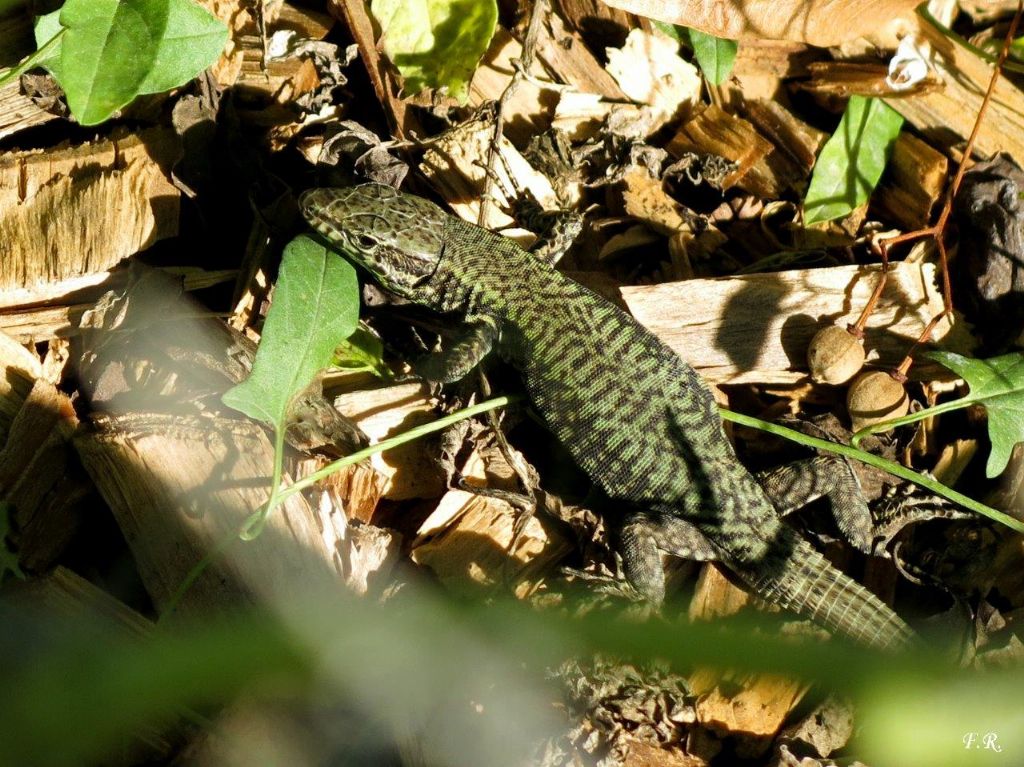 Lucertola muraiola (Podarcis muralis)