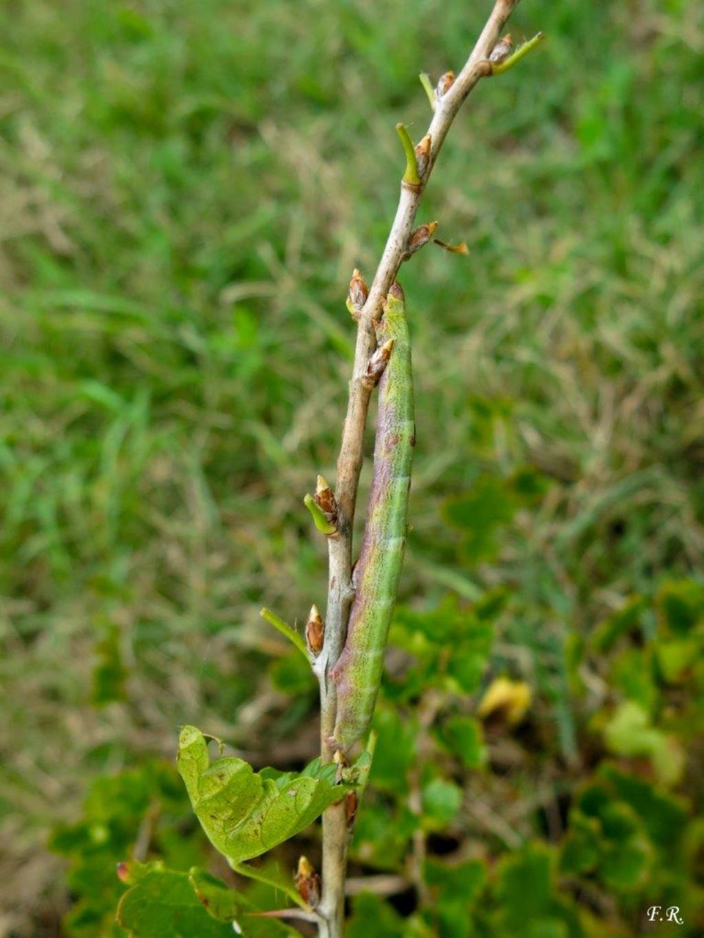 Bruco da identificare in posa  - Ascotis selenaria