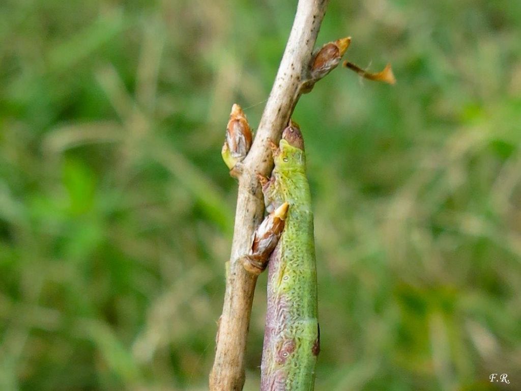 Bruco da identificare in posa  - Ascotis selenaria