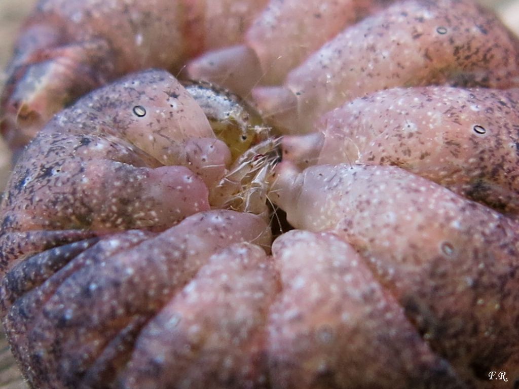 Bruco rosa da identificare - Noctuidae