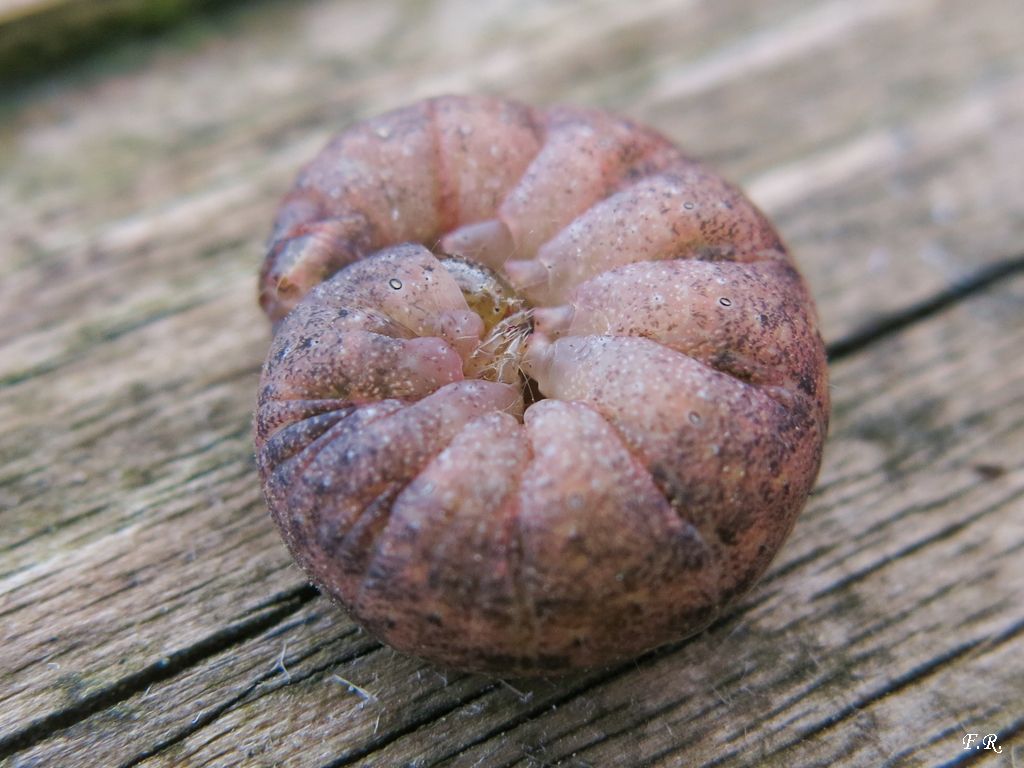 Bruco rosa da identificare - Noctuidae