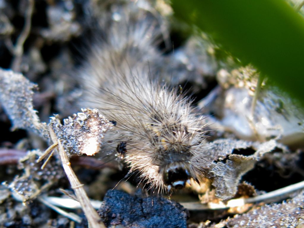 Bruco peloso da identificare - Erebidae Arctiinae
