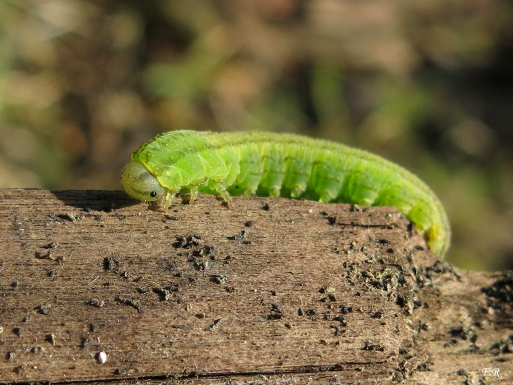 Larva di Imenottero Symphyta da identificare