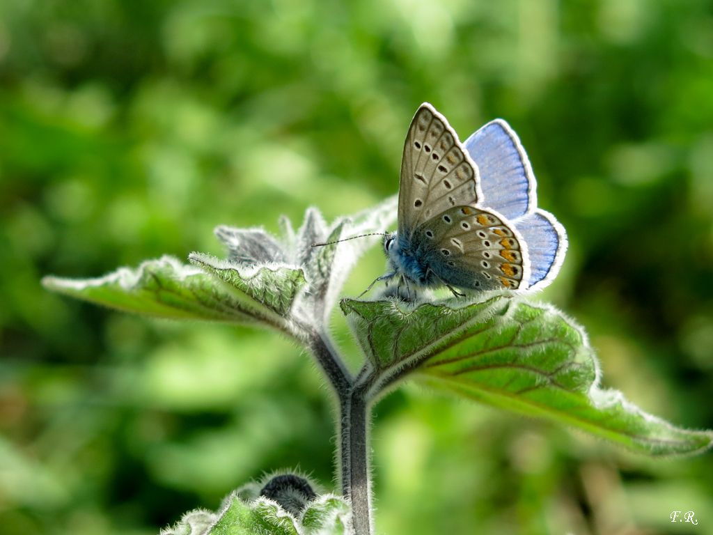 Tanti Polyommatus icarus e una Aricia agestis