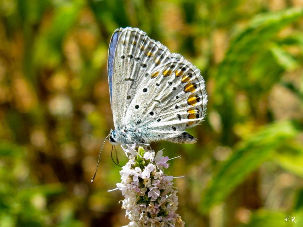 Tanti Polyommatus icarus e una Aricia agestis