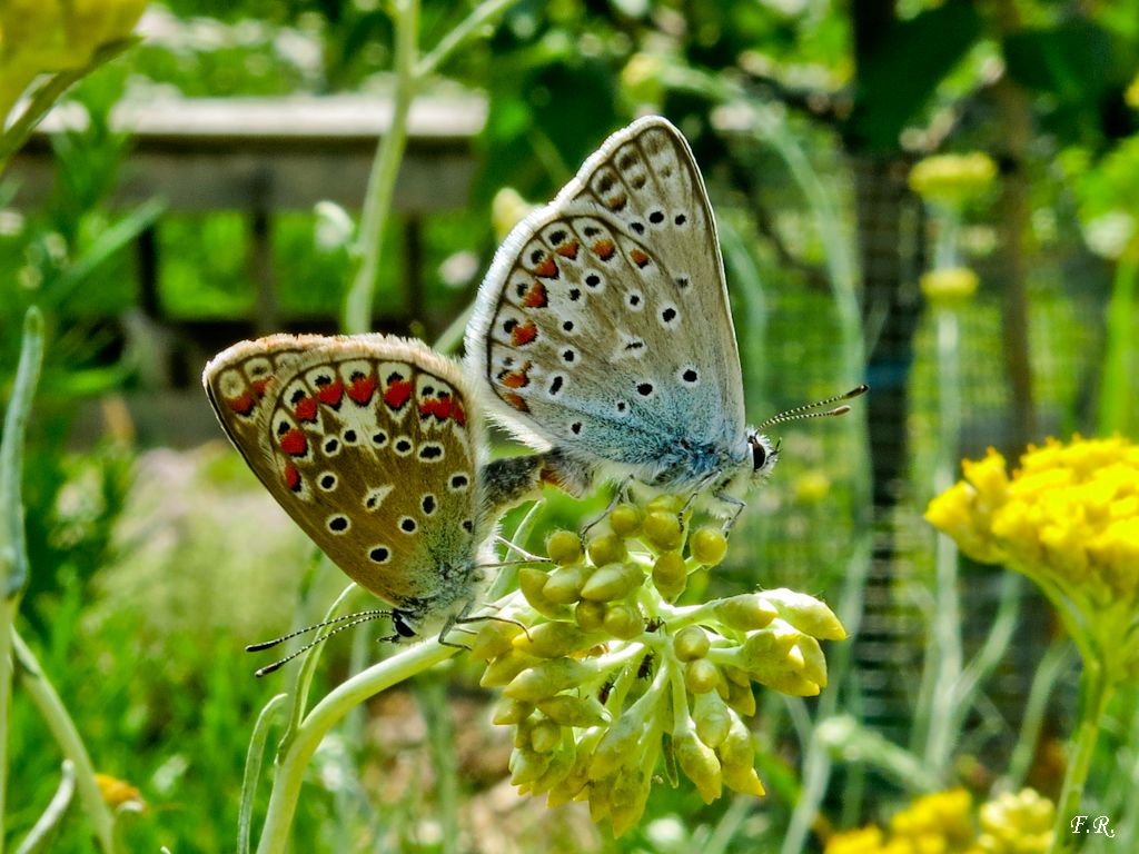 Tanti Polyommatus icarus e una Aricia agestis