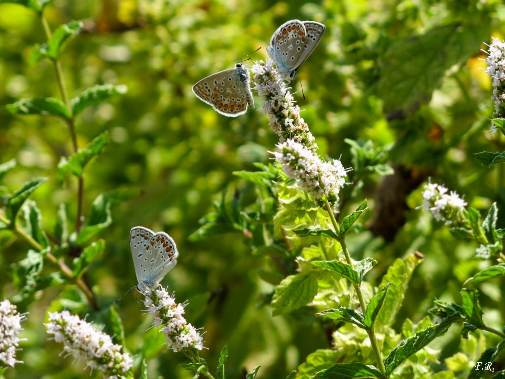Tanti Polyommatus icarus e una Aricia agestis