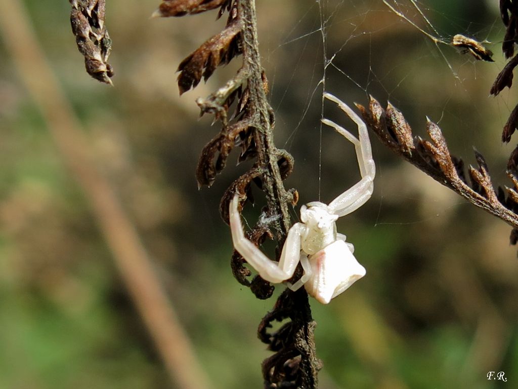 Thomisidae: Thomisus onustus  - Parma