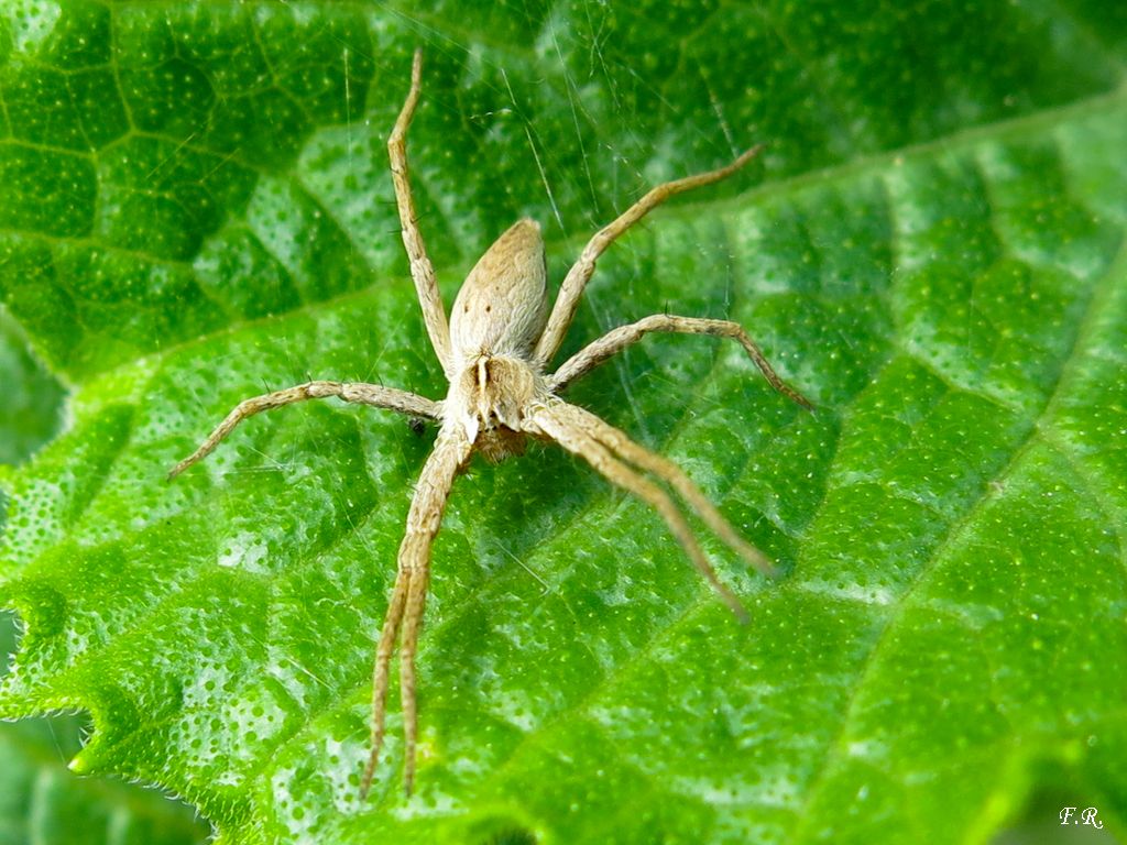 Pisaura sp. - Parma