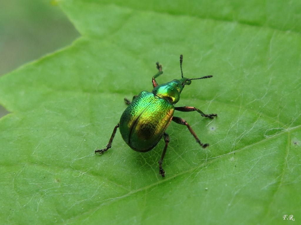 Byctiscus populi (cf.) - Rhynchitidae