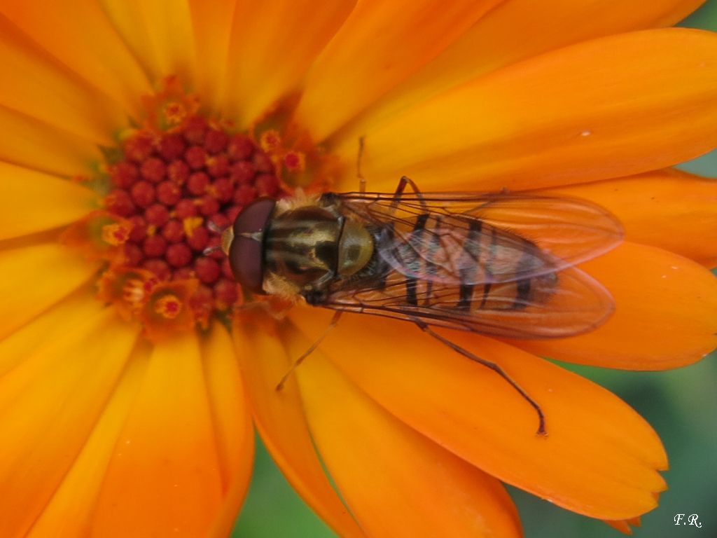 Episyrphus balteatus maschio (Syrphidae)
