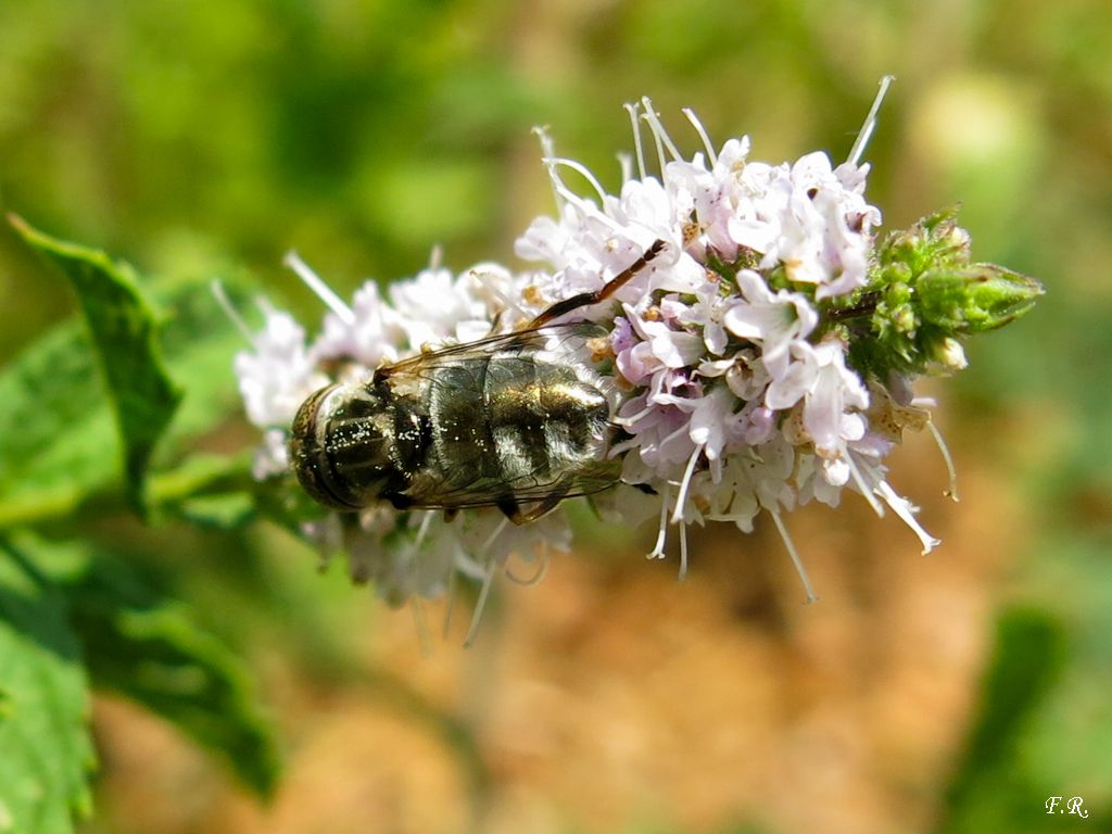 Eristalinus cf. aeneus (Syrphidae)