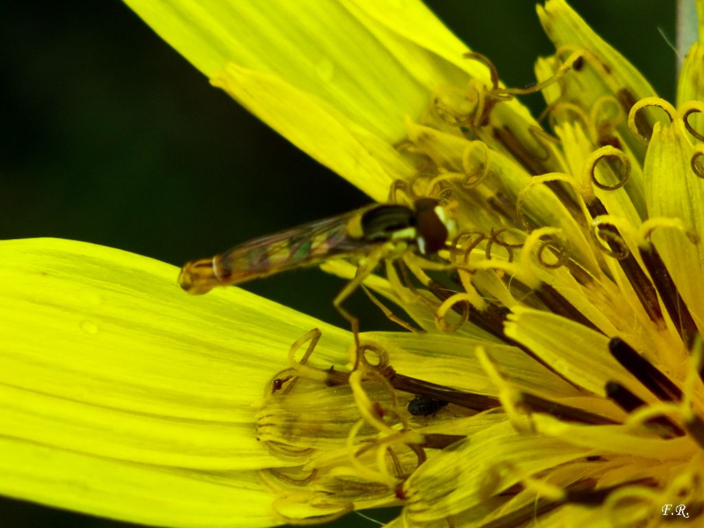 Sphaerophoria scripta maschio (Syrphidae)