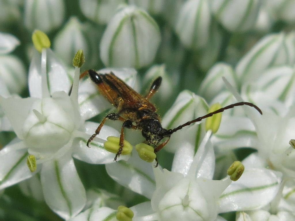 Cerambycidae: Stenopterus ater, maschio