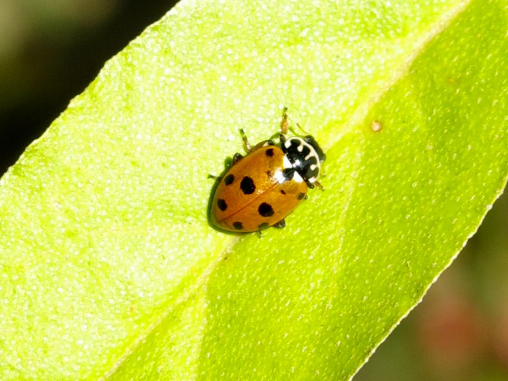 Hippodamia variegata, Coccinellidae