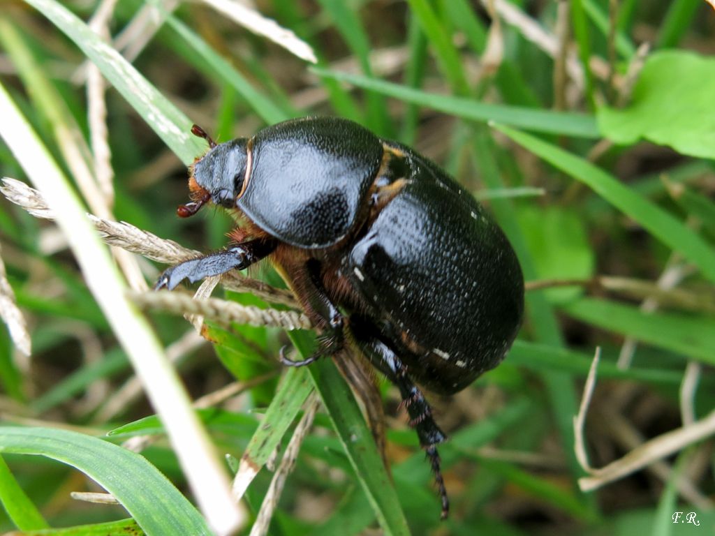 Pentodon bidens punctatum, Dynastidae