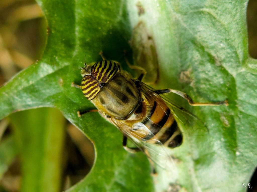 Eristalinus taeniops maschio (Syrphidae)