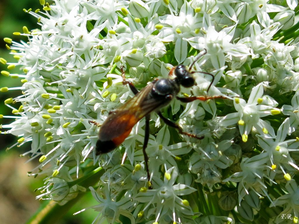 Sphex cfr. funerarius (Sphecidae)