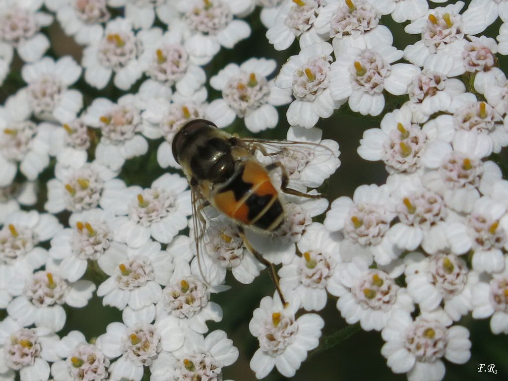 Eristalis sp. maschio (Syrphidae)
