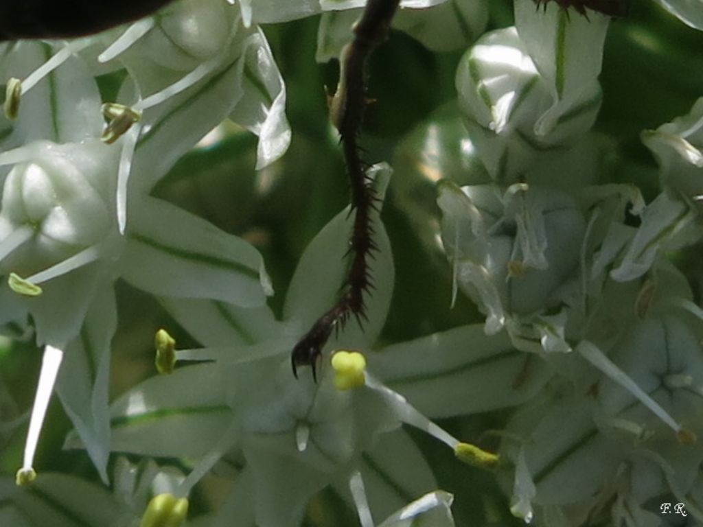 Sphex cfr. funerarius (Sphecidae)