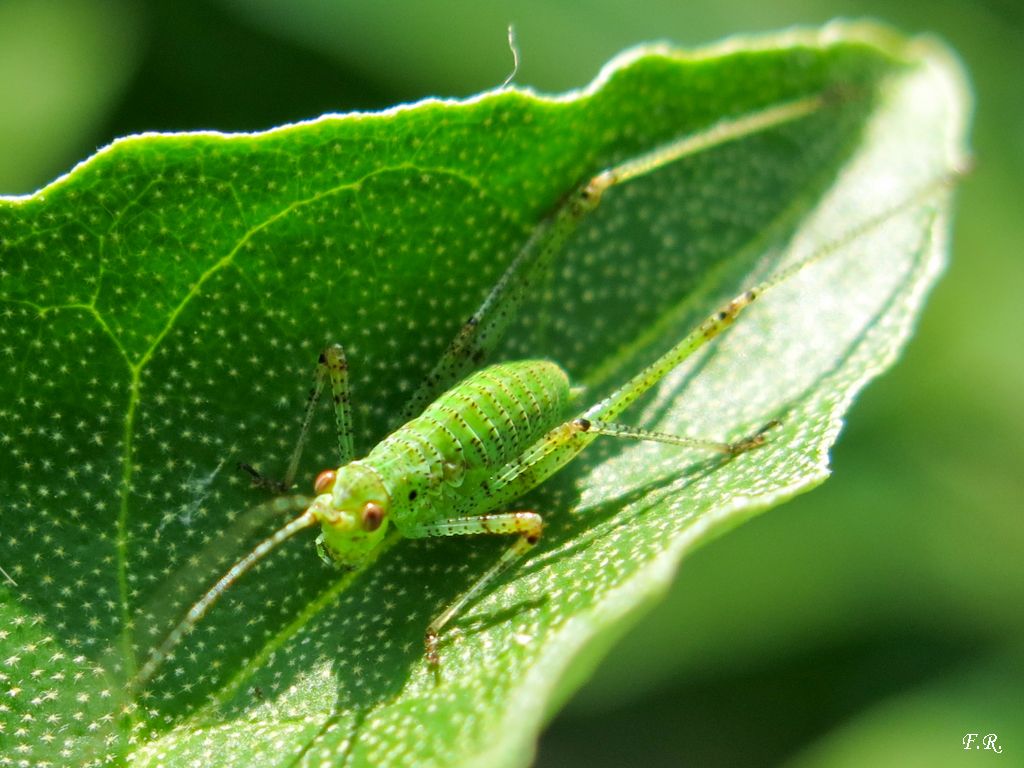 Ninfa di Phaneroptera nana