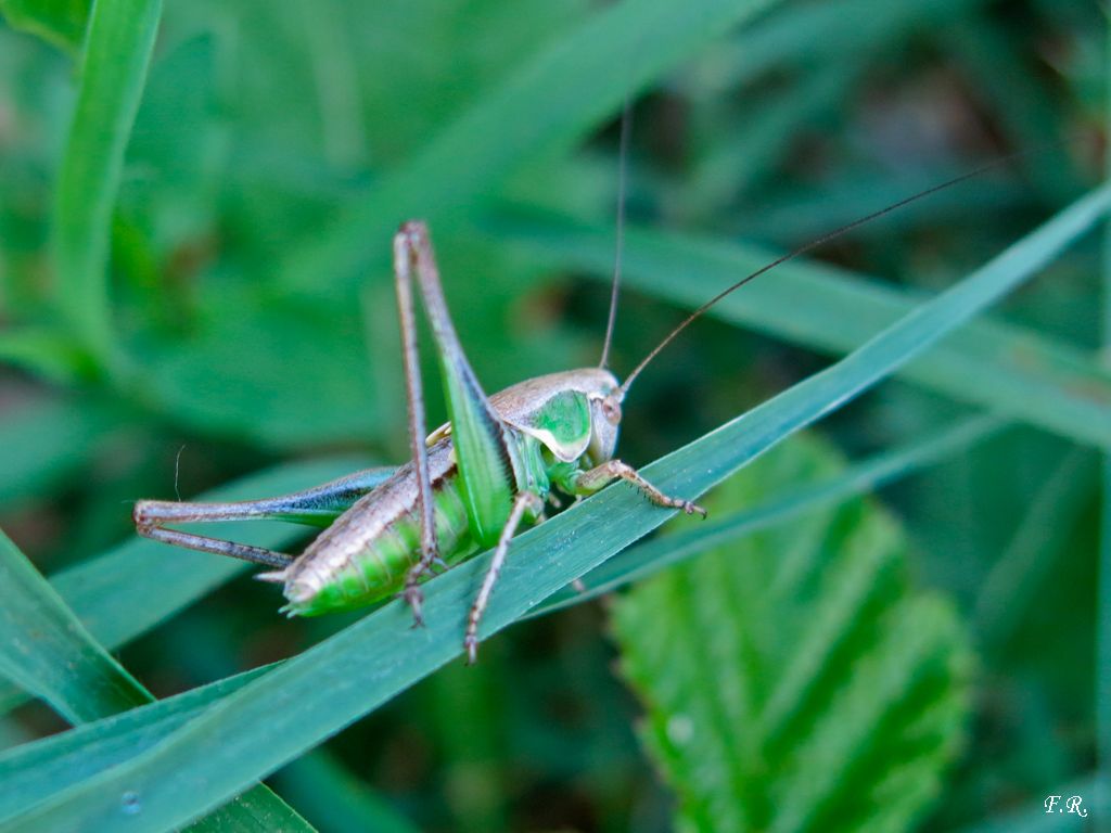 Platycleis sp. , maschio sub-adulto  (Tettigoniidae)