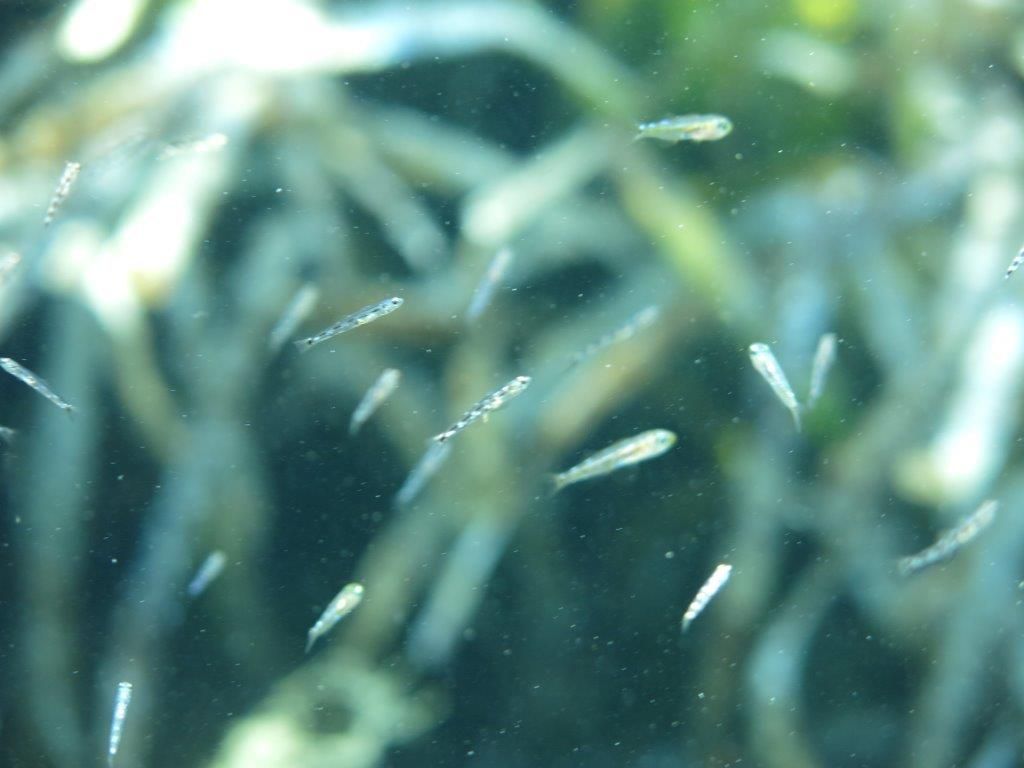 Pomatoschistus bathi e Pseudaphya cf. ferreri