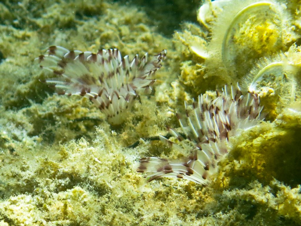 Sabellidae da identificare