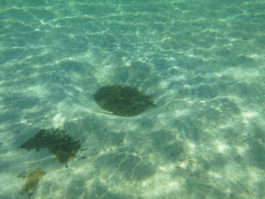 Avvallamenti nella sabbia , Natura Mediterraneo Forum Naturalistico
