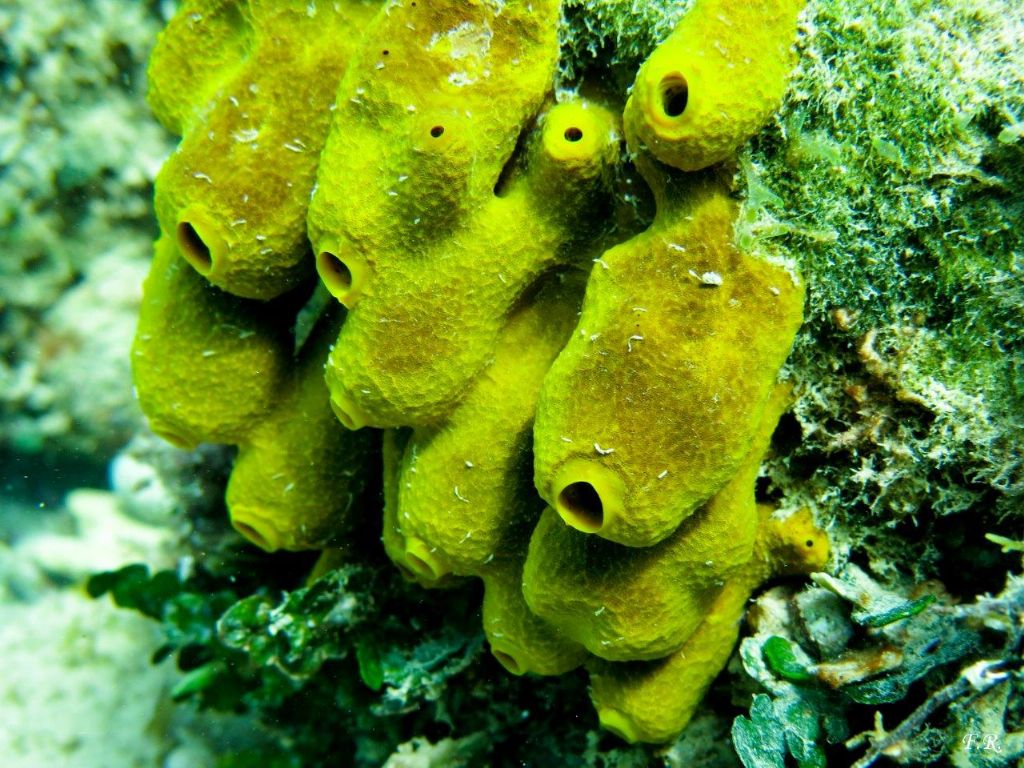 Aplysina aerophoba