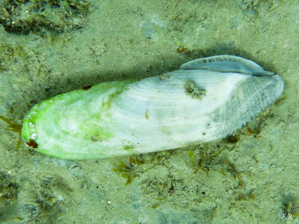 Conchiglia di bivalve da identificare