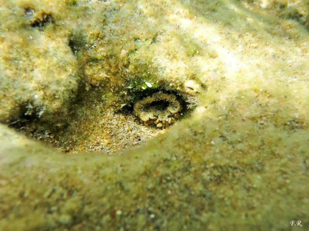 Piccola anemone da identificare