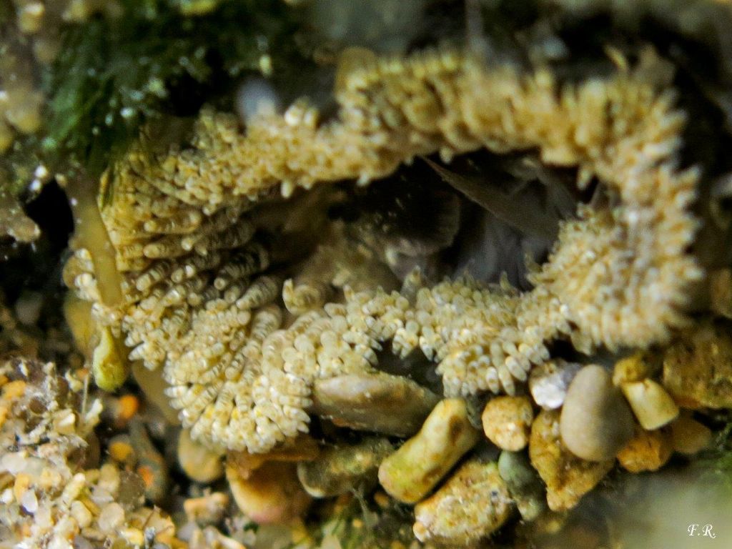 Piccola anemone da identificare