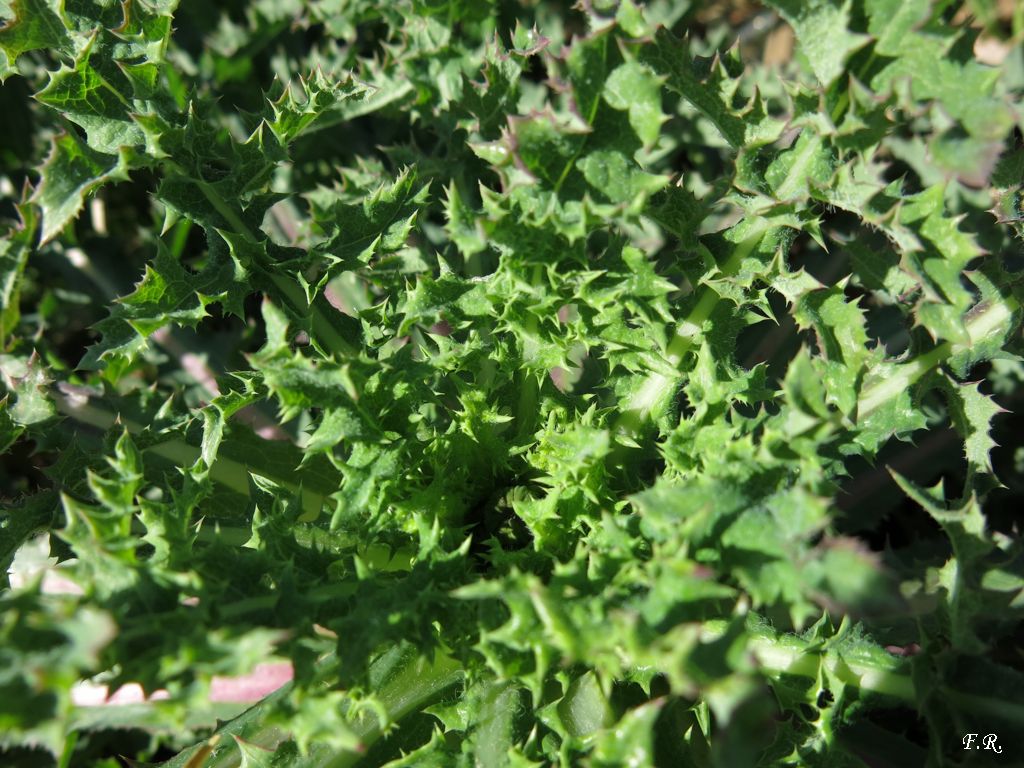 Sonchus asper (Asteraceae)