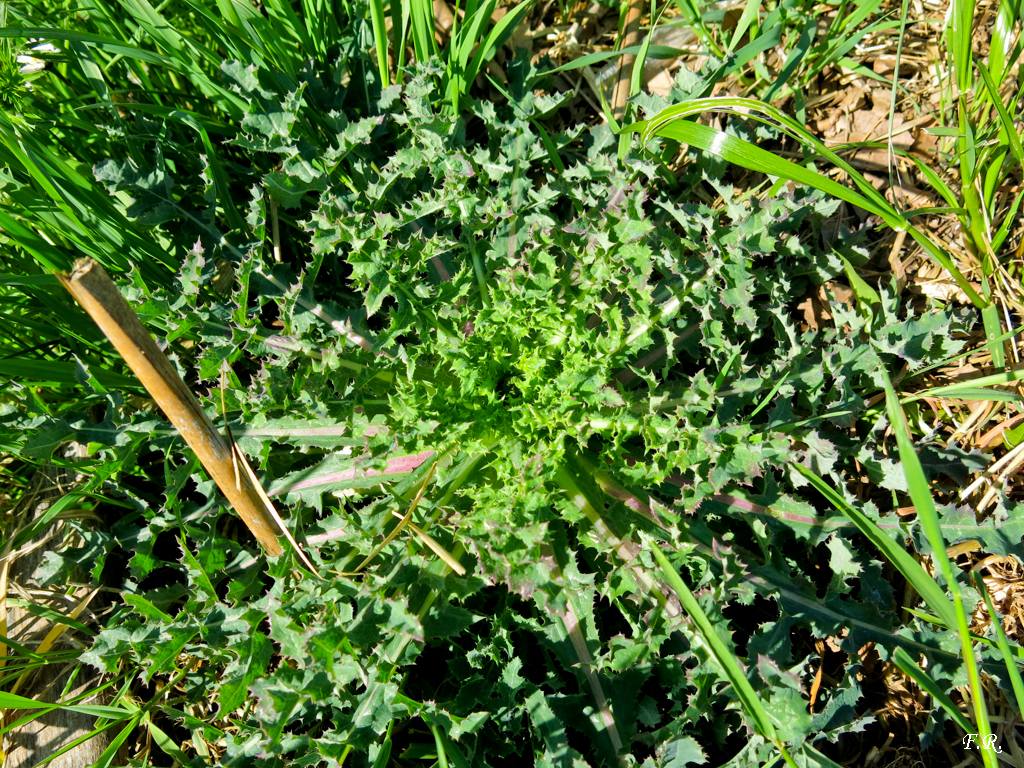 Sonchus asper (Asteraceae)