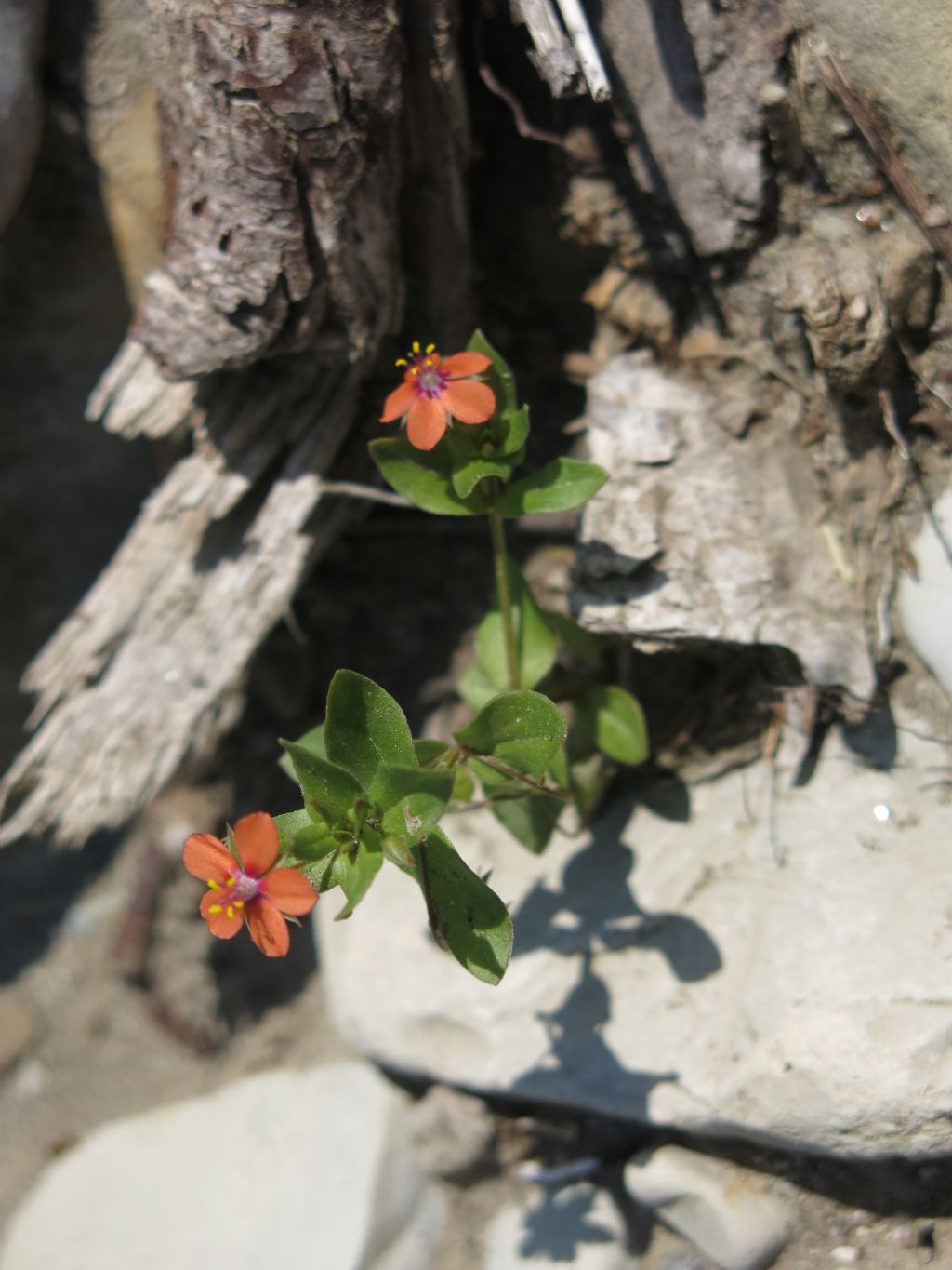 Lysimachia arvensis (= Anagallis arvensis)