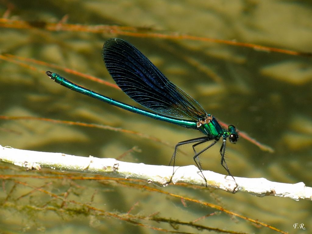 Calopteryx da determinare: C. splendens