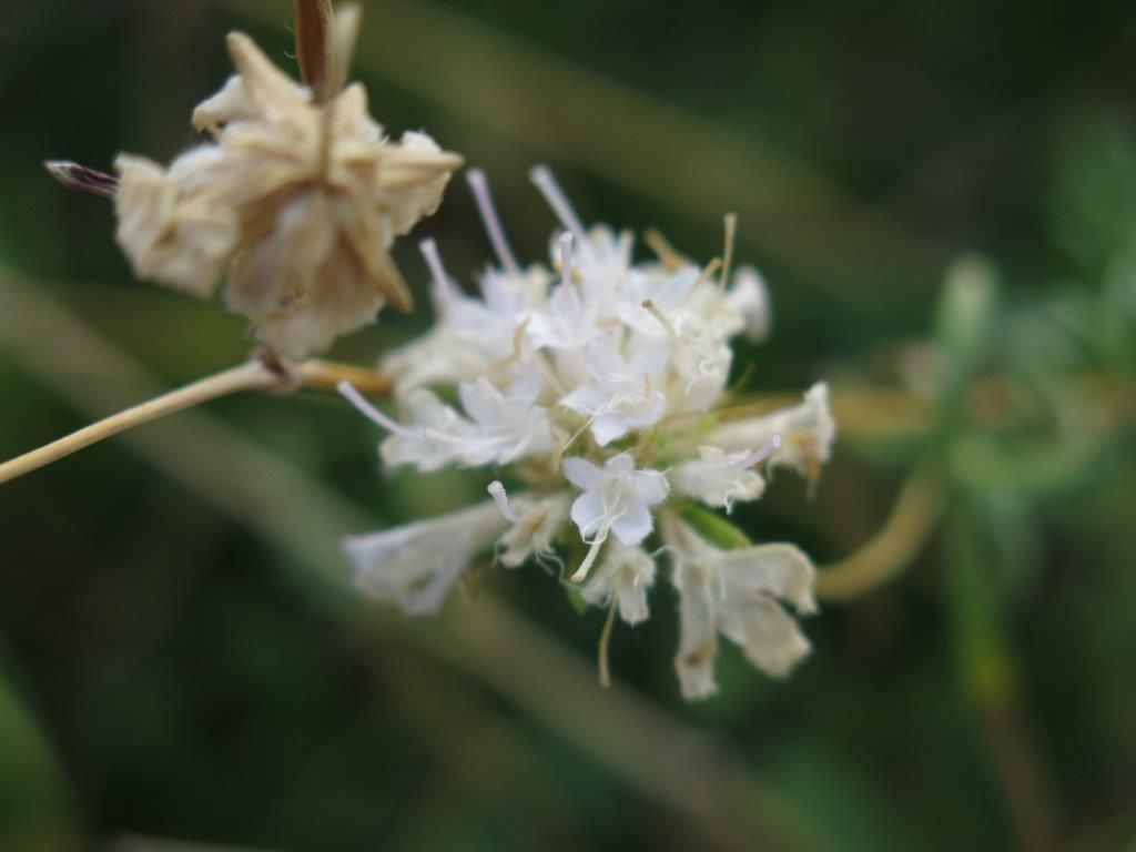 Pycnocomon rutifolium (Dipsacales - Caprifoliaceae)
