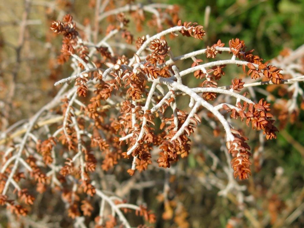Thymelaea hirsuta (Malvales - Thymelaeaceae)