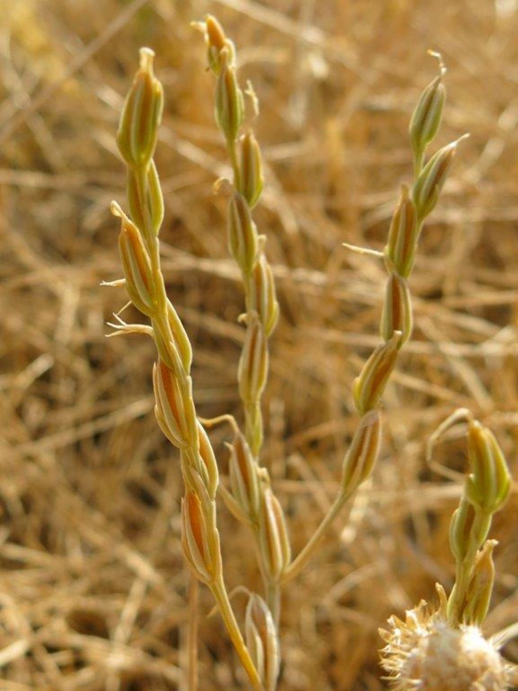 Schenkia spicata (Gentianaceae)