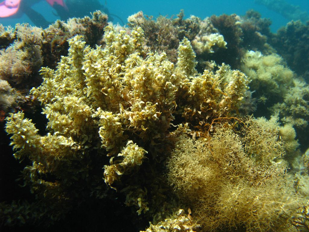 Sargassum sp.