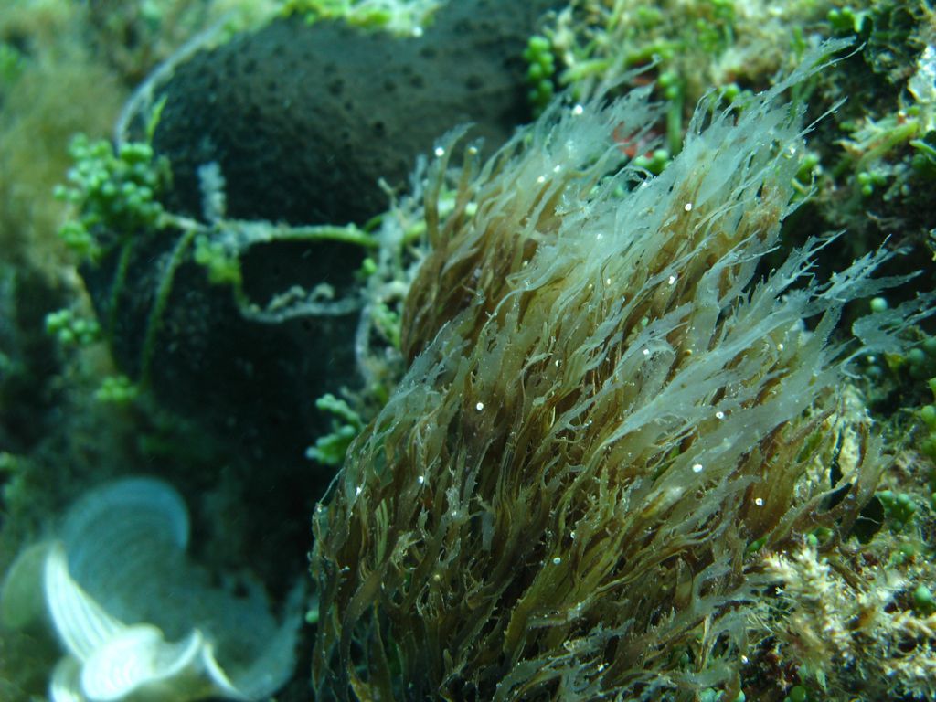 Alga da identificare 26 (di 35)