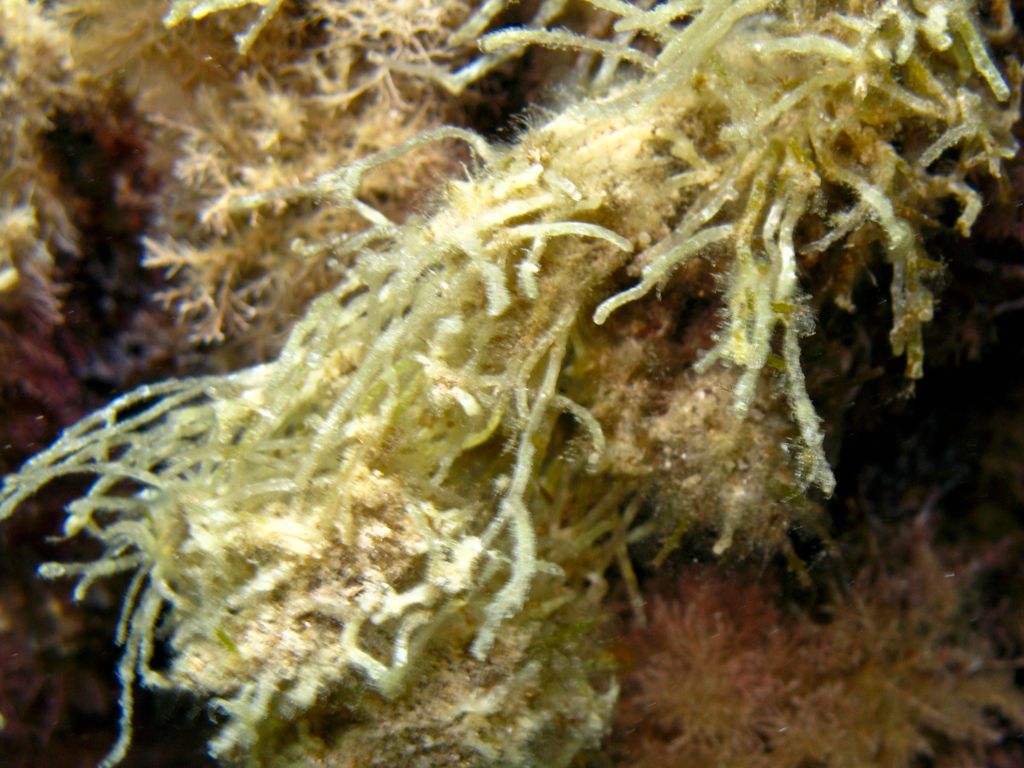 Alga da identificare 6