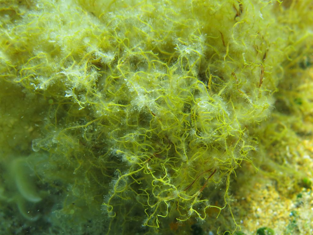 Alga da identificare 9