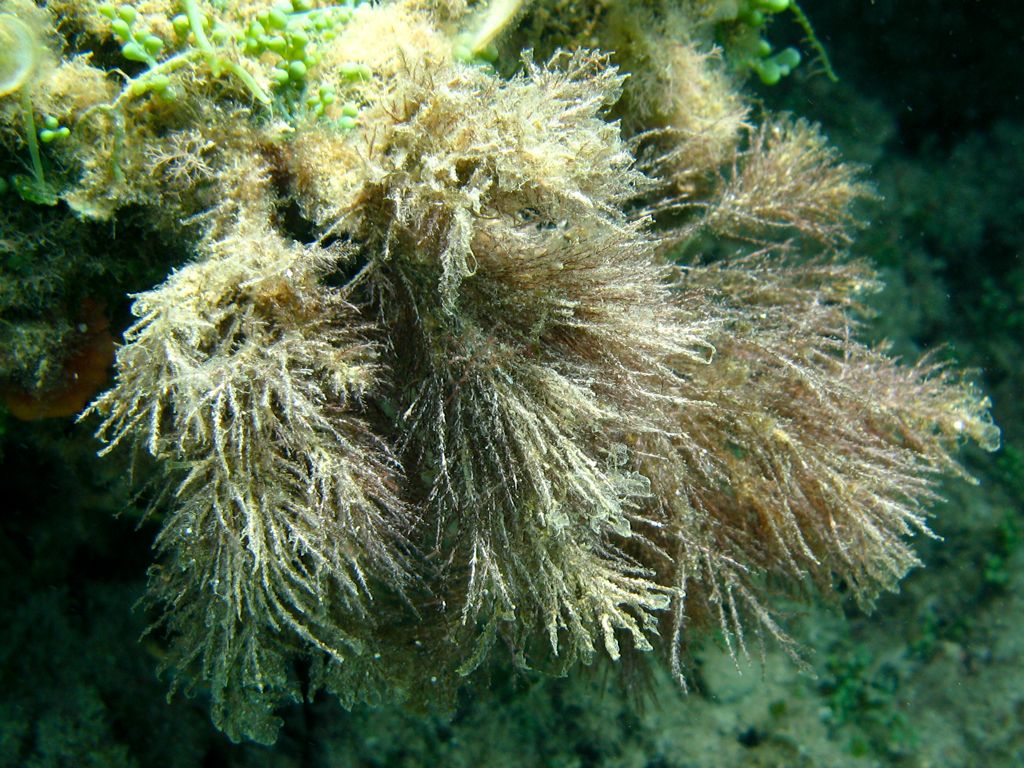 Alga da identificare 27 (di 35)