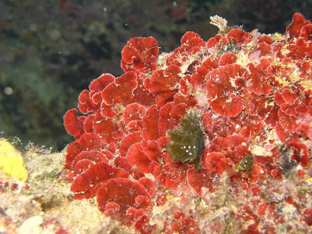 Peyssonelia sp.