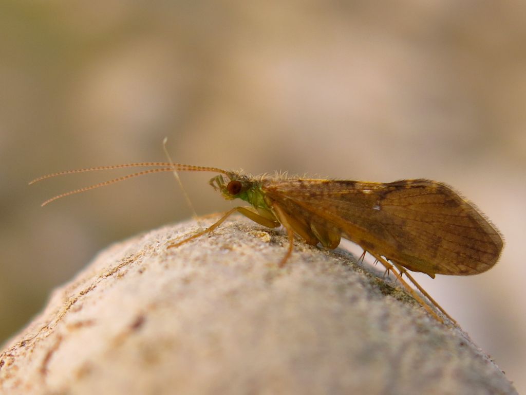 Rhyacophilidae:  Rhyacophila sp.