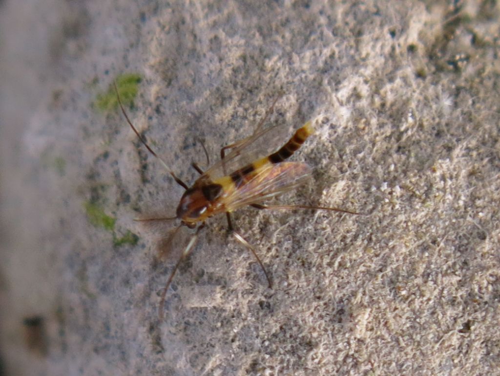 Chironomidae: cfr. Cricotopus bicinctus, maschio