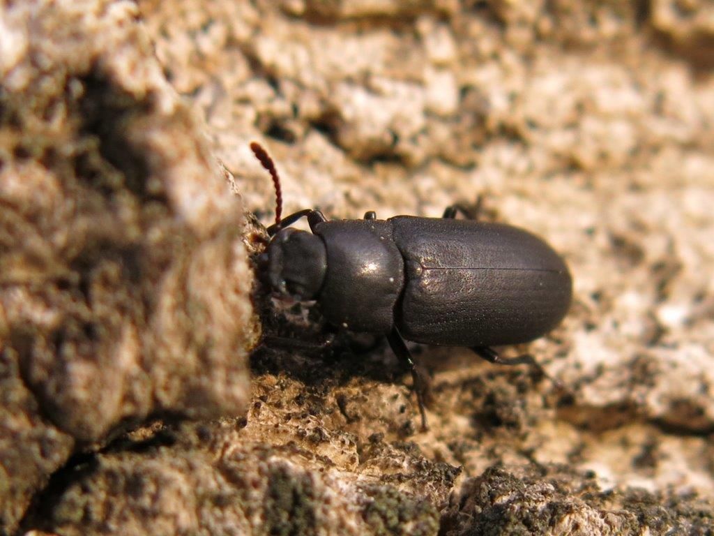 Tenebrionidae: Cryphaeus cornutus (Fischer von Waldheim, 1823), nuovo per l''Italia!