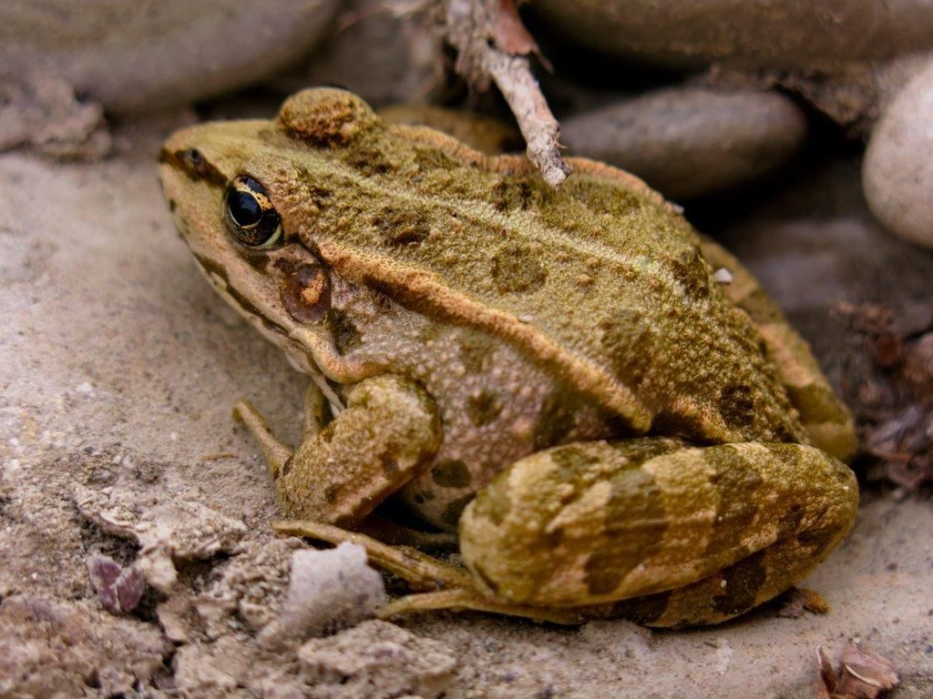 Rana da identificare - Pelophylax sp. (prov. Parma)